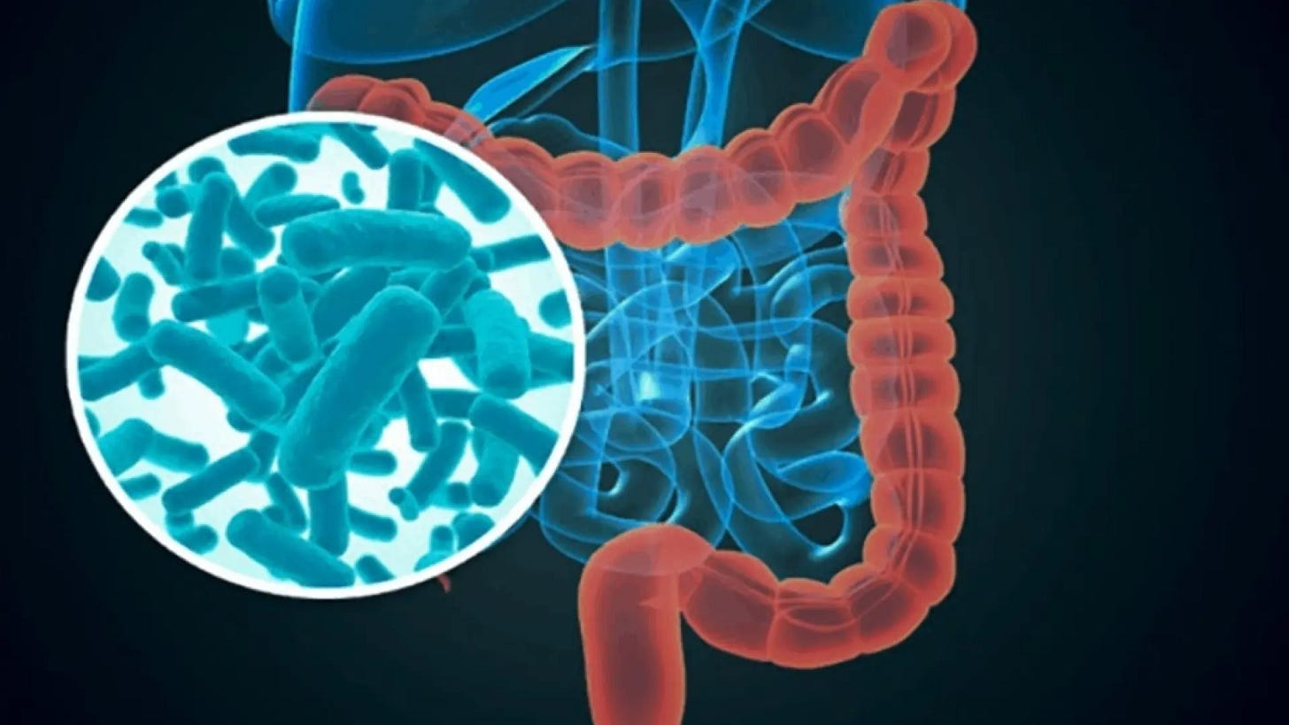 Probióticos y prebióticos: qué son, cómo funcionan y por qué son tan  importantes para la salud