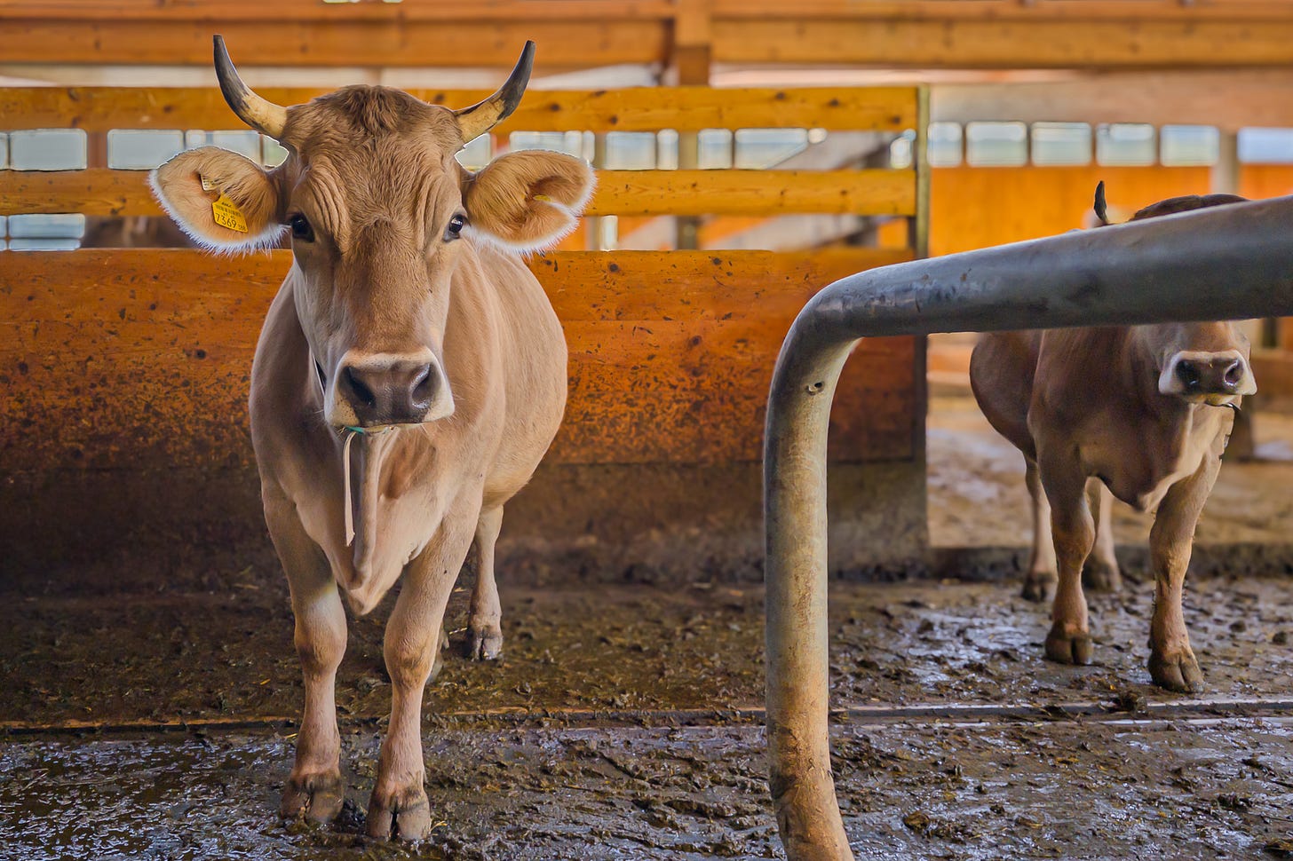 Eine behornte Milchkuh der Rasse Original Braunvieh steht im Stall des Biohofs Lingenhel in Vorarlberg und blickt direkt in die Kamera. Die hellbraune Kuh mit Ohrmarke steht auf dem Laufgang vor hölzernen Abtrennungen; rechts ist eine zweite Kuh teilweise zu sehen.