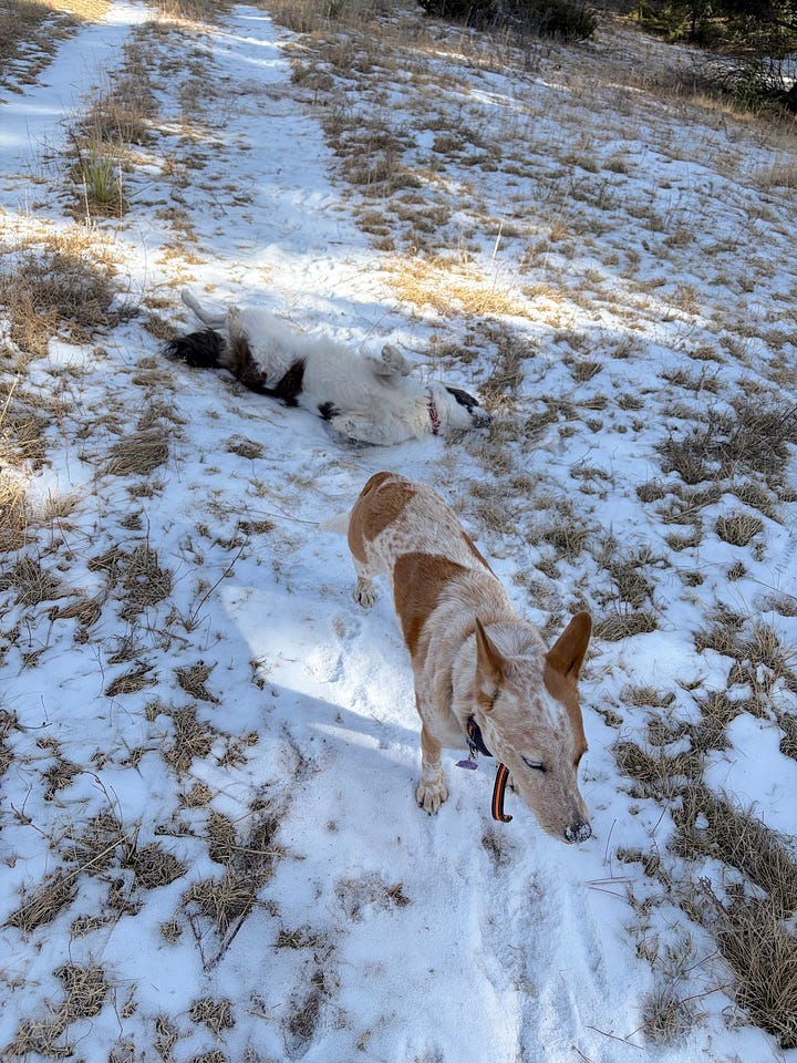 two cattle dogs in light snow