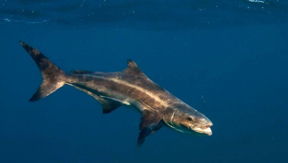 Scott's Species - cobia, an enigmatic and powerful sportfish - Recfishwest