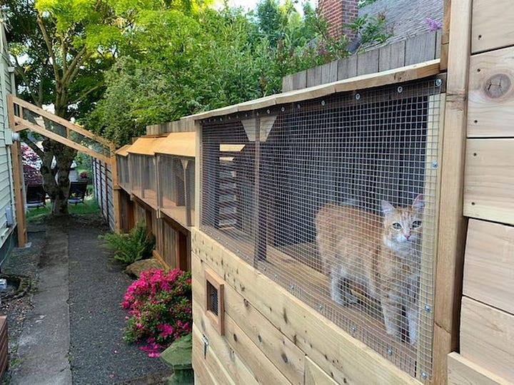 Catios on the Cats Safe at Home tour