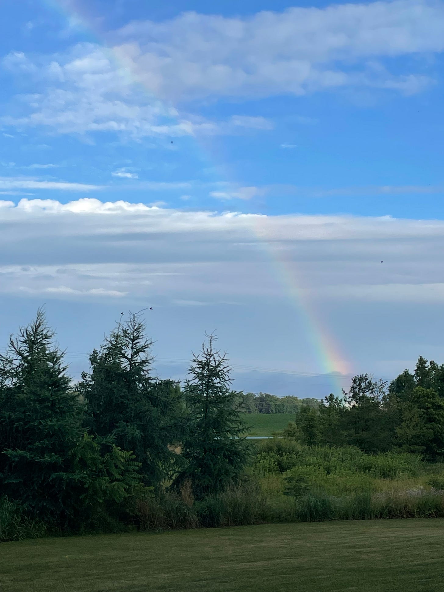 rainbow above trees