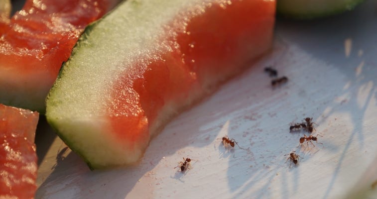 Facts About Ants: What Do Ants Like to Eat? | Rentokil Indonesia Facts About Ants: What Do Ants Like to Eat? | Rentokil Indonesia