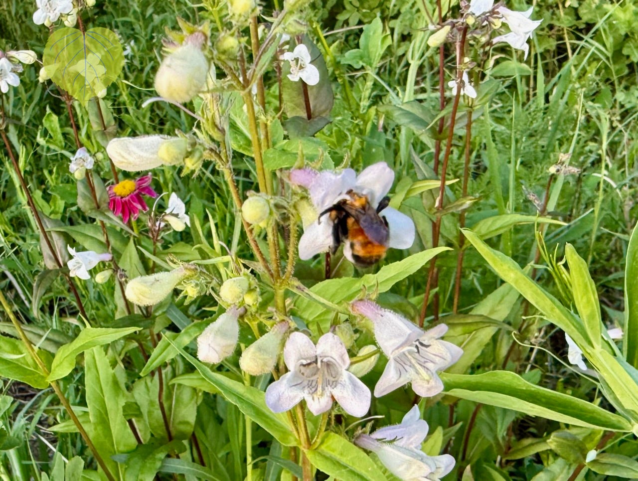 rufous and black banded bumblebee dives headfirst into white beardtongue flower against green background. photo: Susan J Tweit rufous and black banded bumblebee dives headfirst into white beardtongue flower against green background. photo: Susan J Tweit