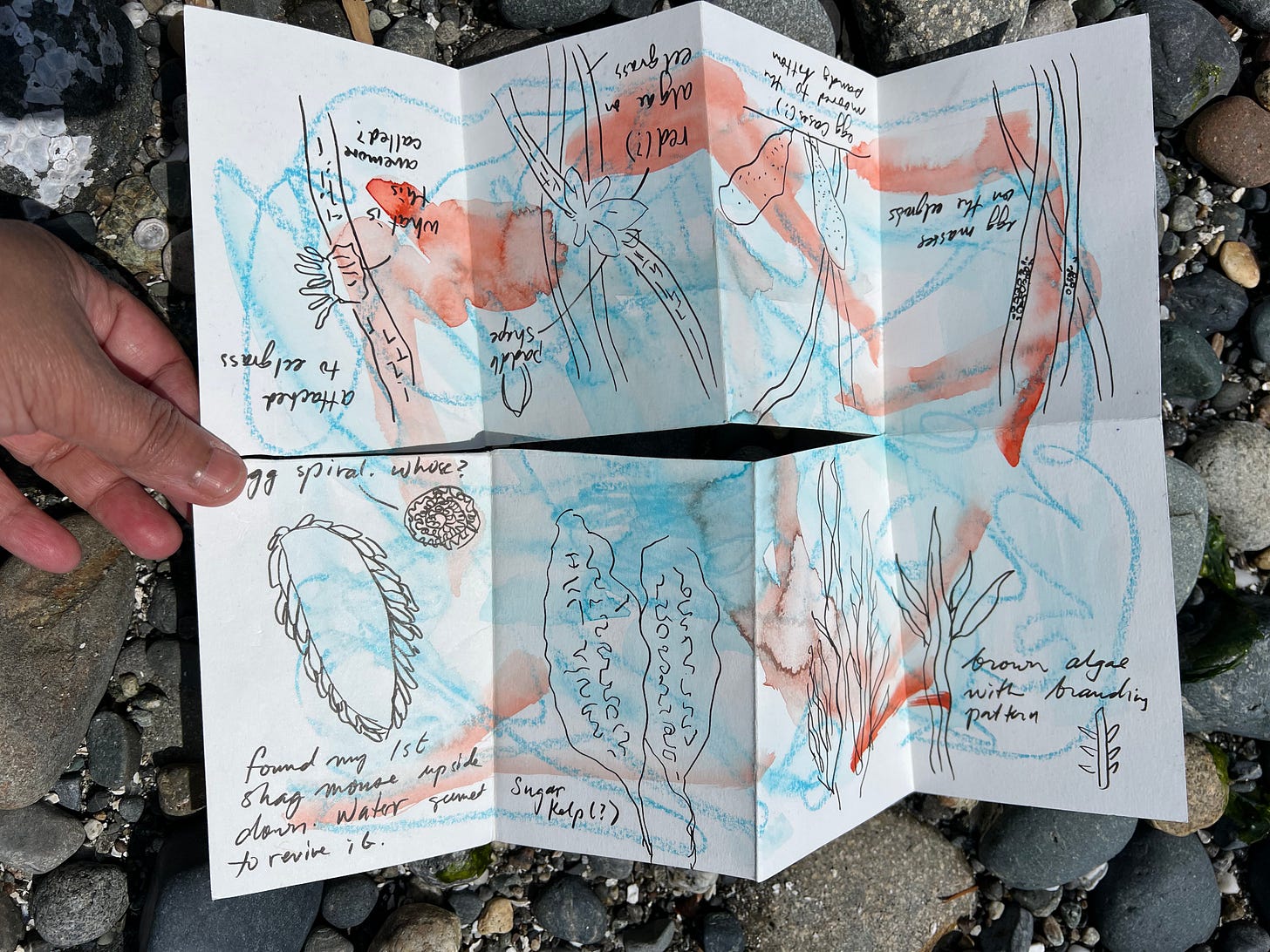 a piece of paper with folds, illustrations of beach organisms over a watery background of blue and orange, and a cut 3/4 down the center