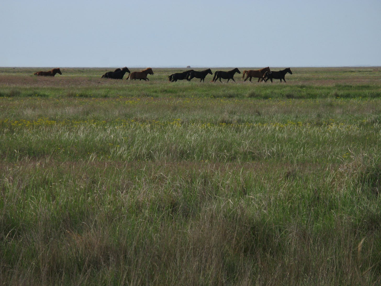 Pontic–Caspian steppe - Wikipedia Pontic–Caspian steppe - Wikipedia