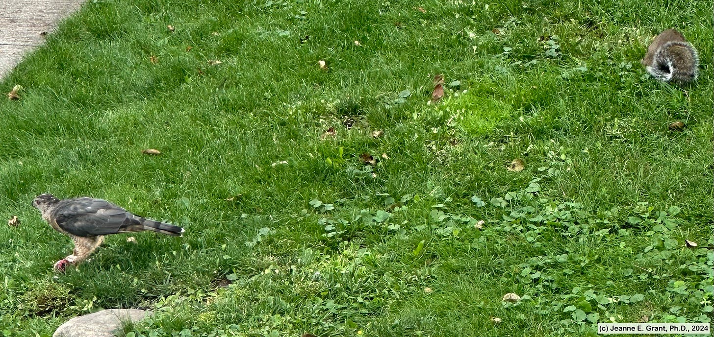 Cooper's hawk eating the chipmunk on grass between a squirrel, landscaping rocks, and a driveway.