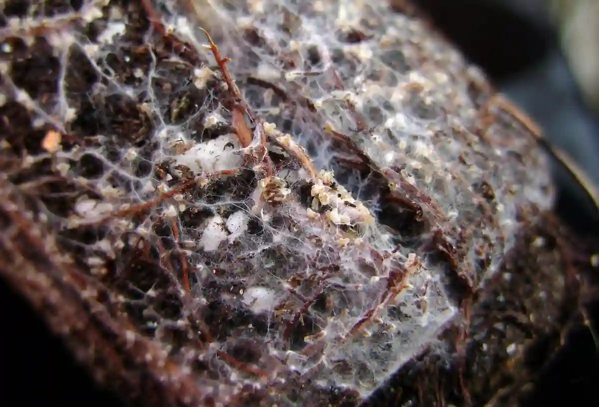 White mycelium of ectomycorrhizal fungi associated with the brown roots of white spruce (Picea glauca). Credit: André-Ph. D. Picard / Wikimedia Commons.