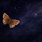 Star-Freckled Soul's avatar