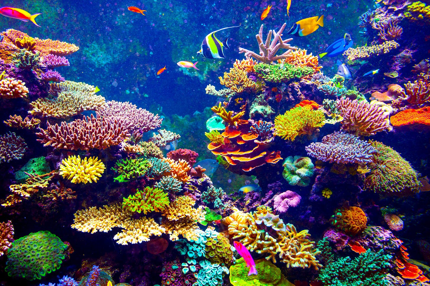 In Australia è appena stata scoperta una nuova, enorme barriera corallina |  Ohga!