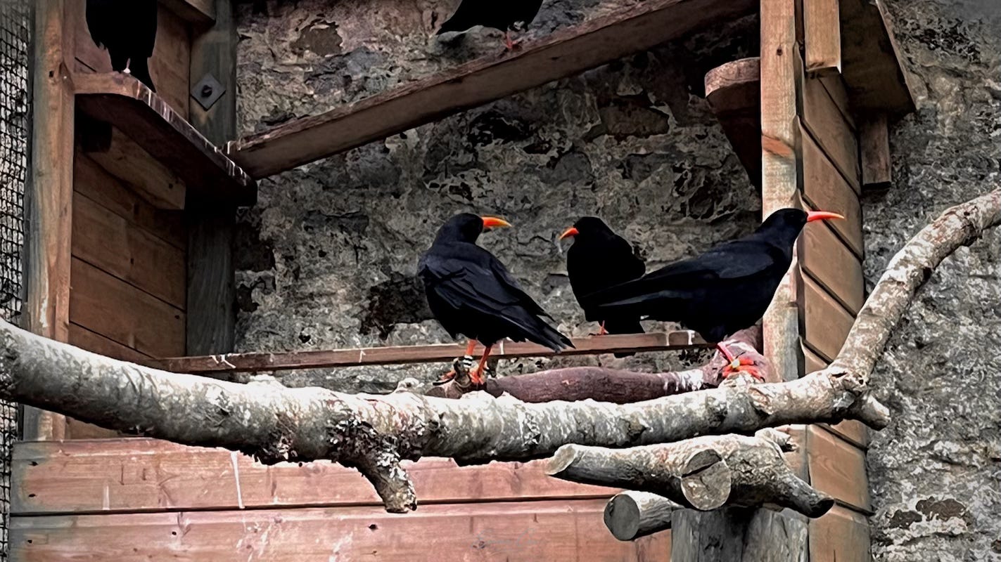 a group of choughs in an enclosure