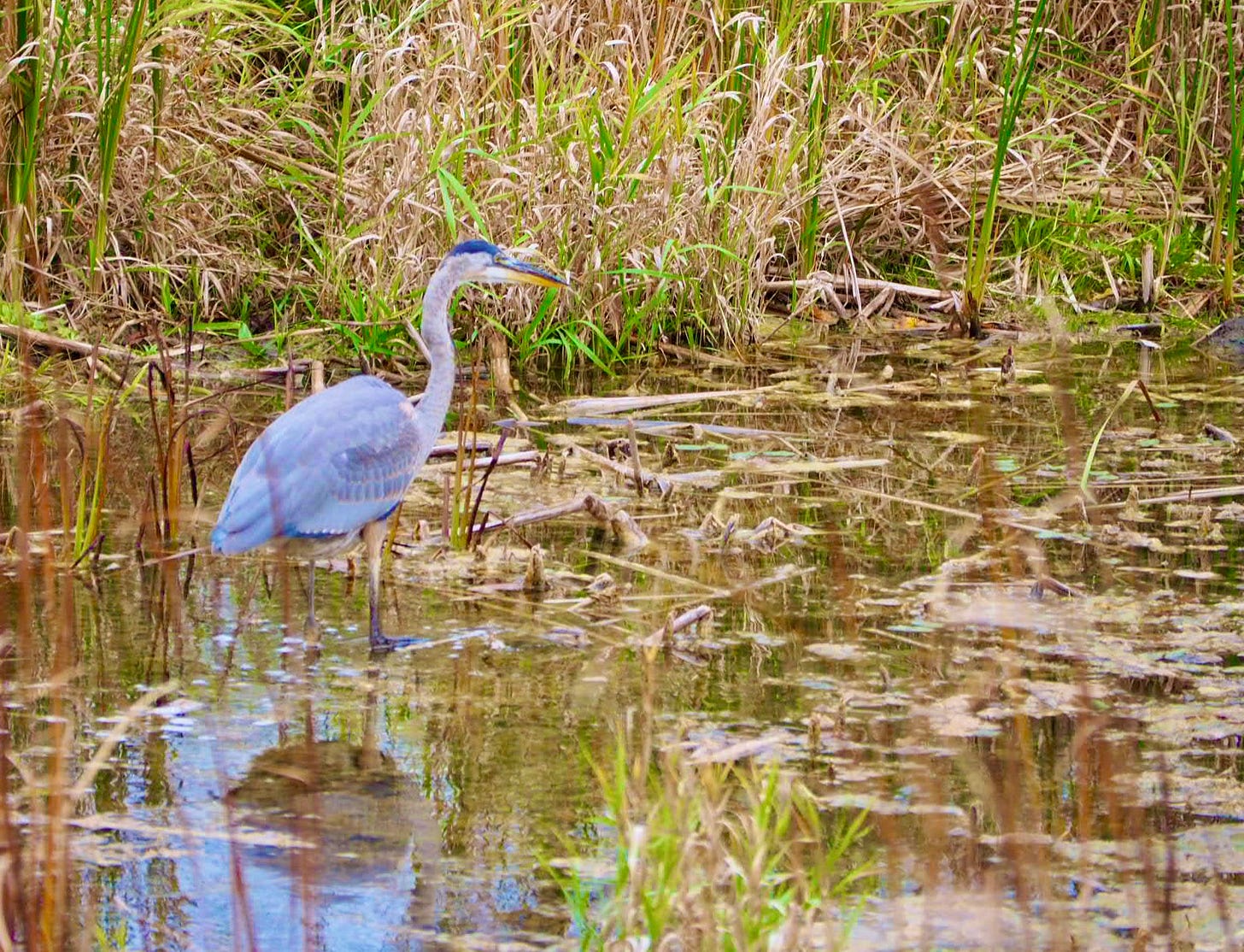 heron fishing