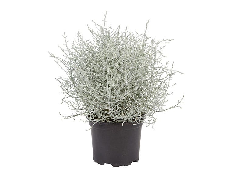 Barbed Wire Plant