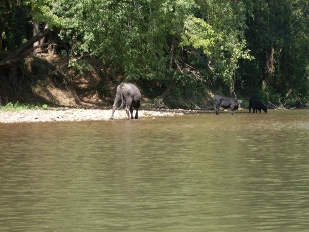 Cattle drinking water in the distance.