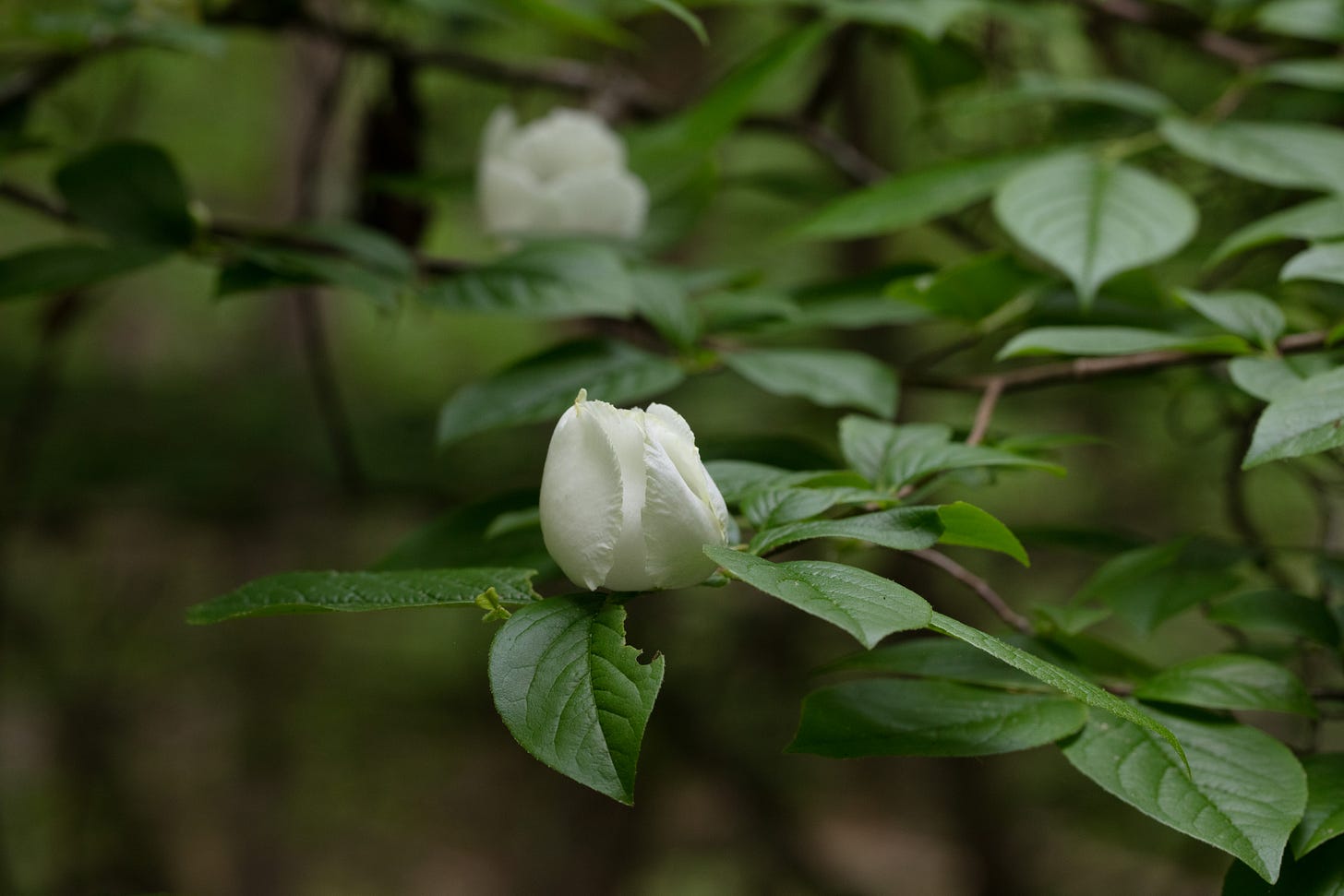 Closeup of one large white flower bud on a branch with a lot of shimmering green leaves. One more branch and leaf in soft focus in the background
