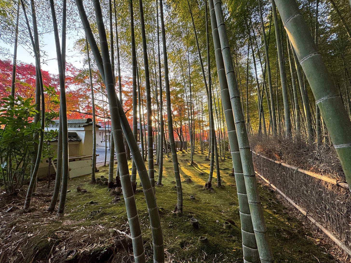 bamboo forest in the early morning