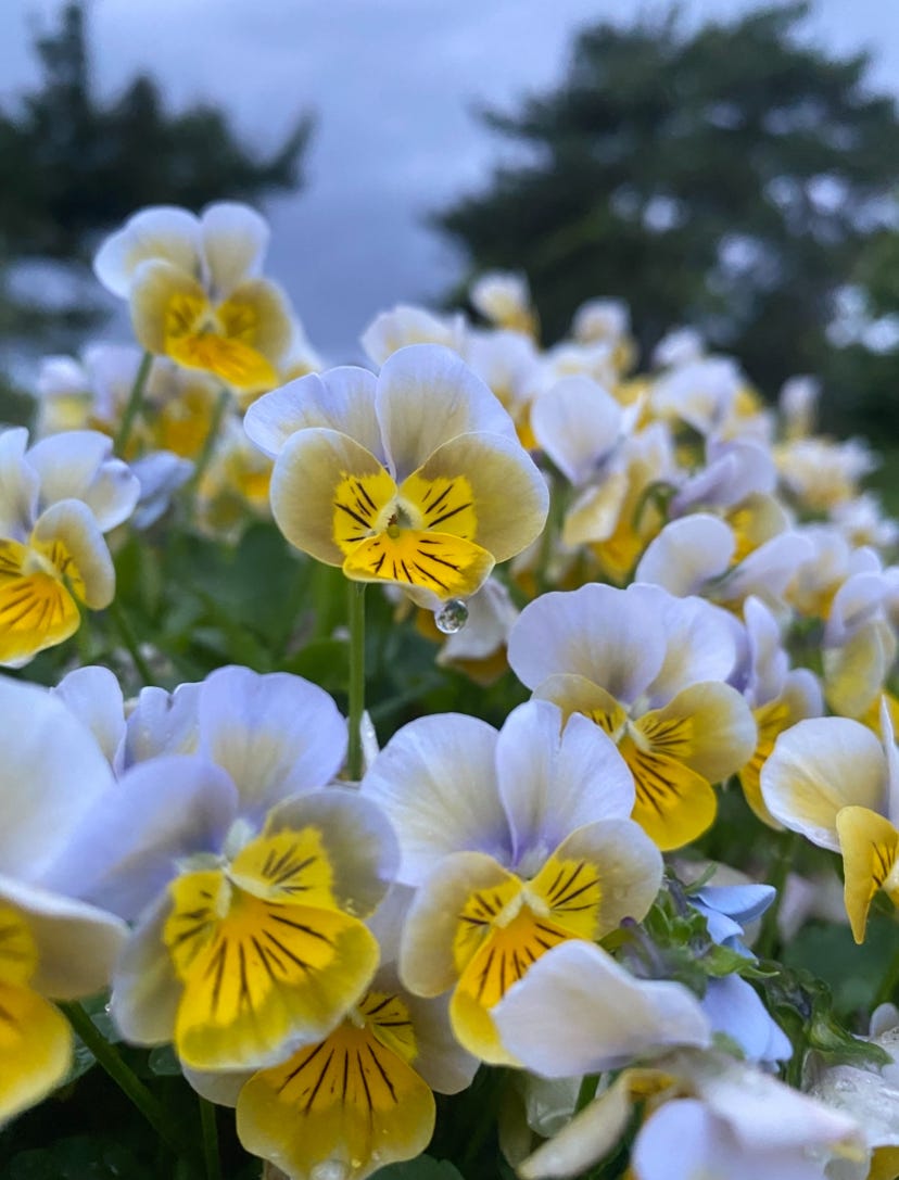 a droplet of water dripping from a white and yellow pansy