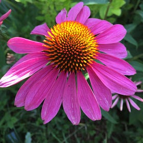 Day Twelve:. ECHINACEA