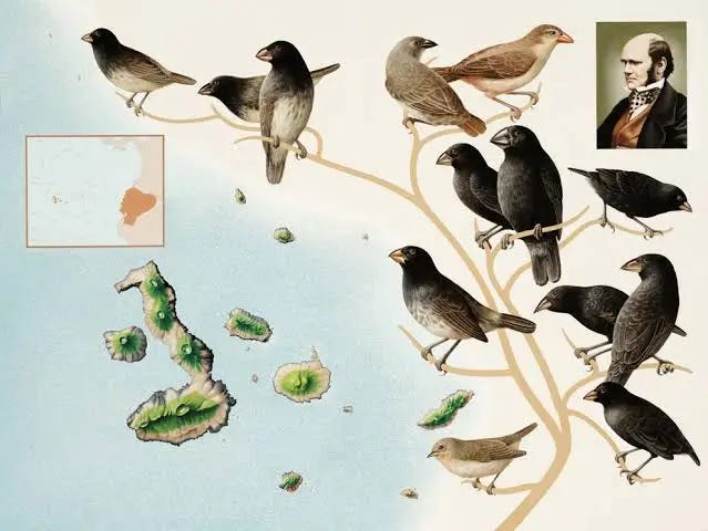 One of ‘Darwin’s Finches’ Struggles to Survive One of ‘Darwin’s Finches’ Struggles to Survive