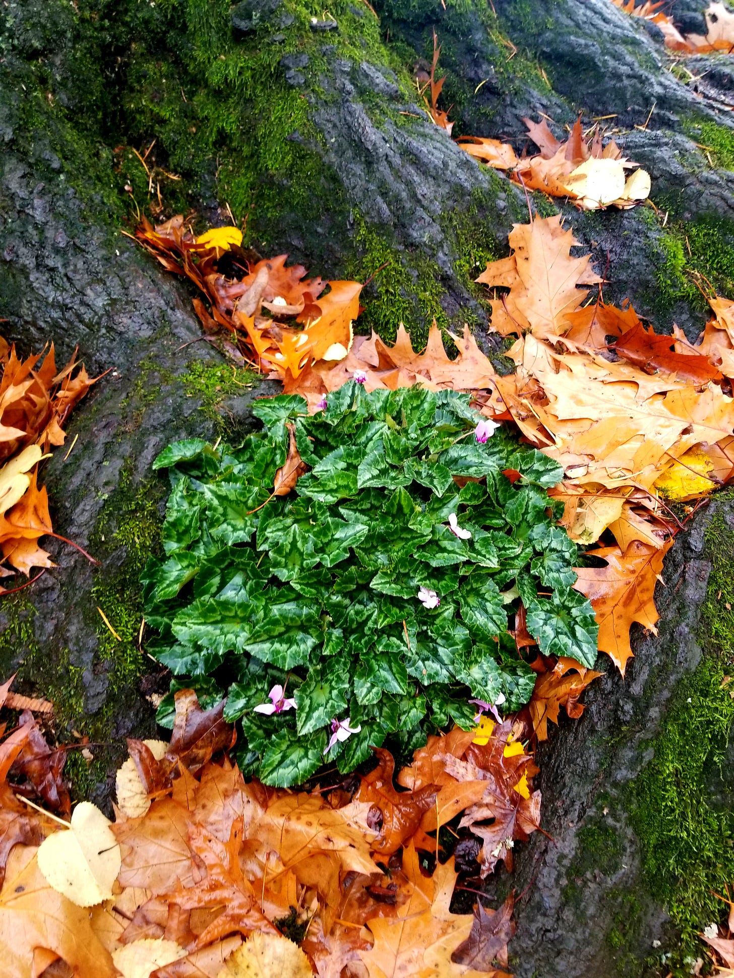 Green leaves and small pink flowers grow amongst gnarled roots, and brown and orange leaves
