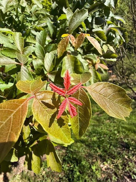 Rhododendron. Paperbark Maple, Anise Tree