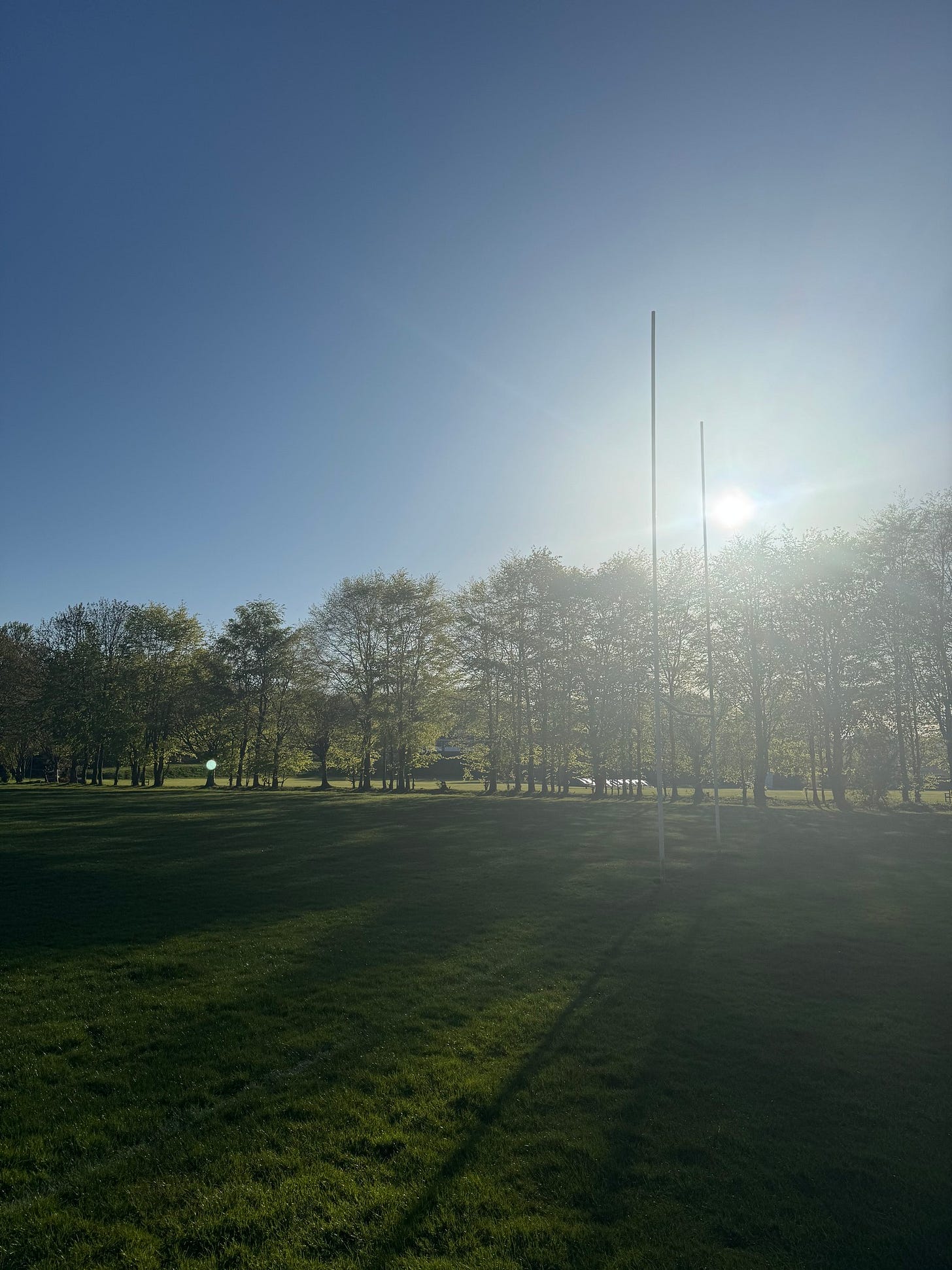 May be an image of grass and tree