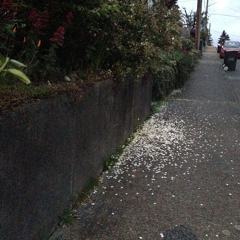 A person sitting cross legged, a sidewalk with strewn flower petals, a glass of beer.