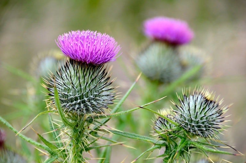 The Meaning of the Scottish Thistle - Flower of Scotland