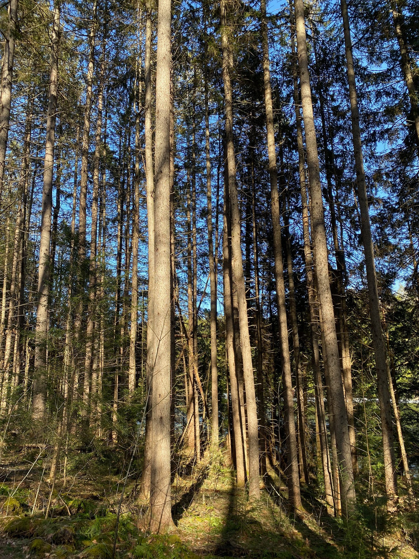 A stand of tall spruce trees in the late afternoon light.