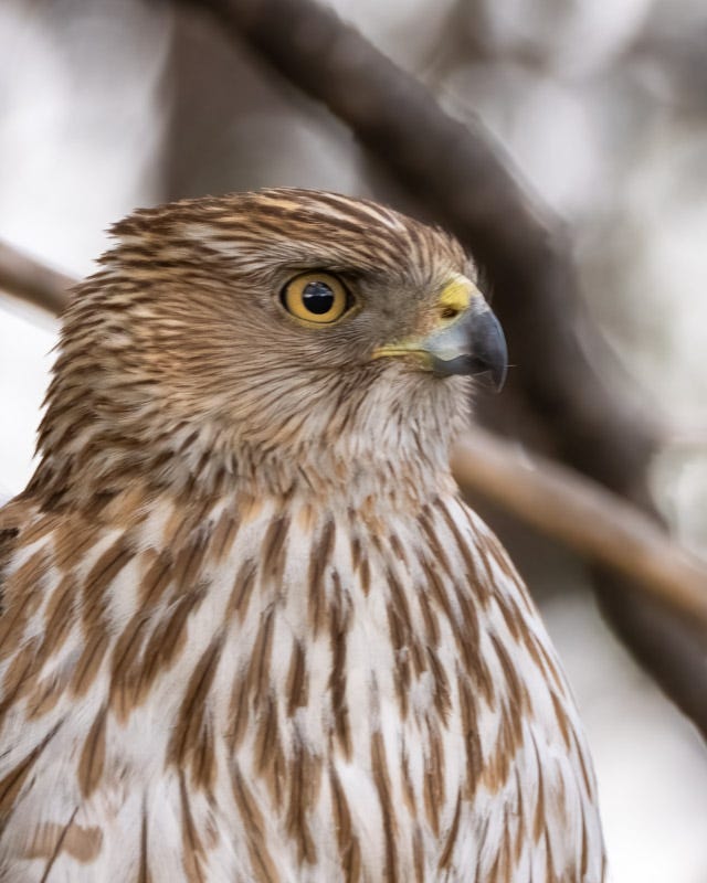 20250315-Sweetwater-639-Edit.jpg 20250315-Sweetwater-639-Edit.jpg