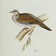 The Turtle Dove - Songs