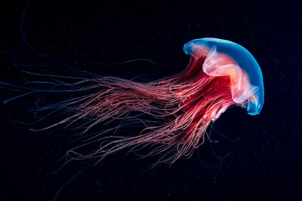 See Iridescent Jellyfish and Glowing Wonders of the Sea in World Oceans Day Photos