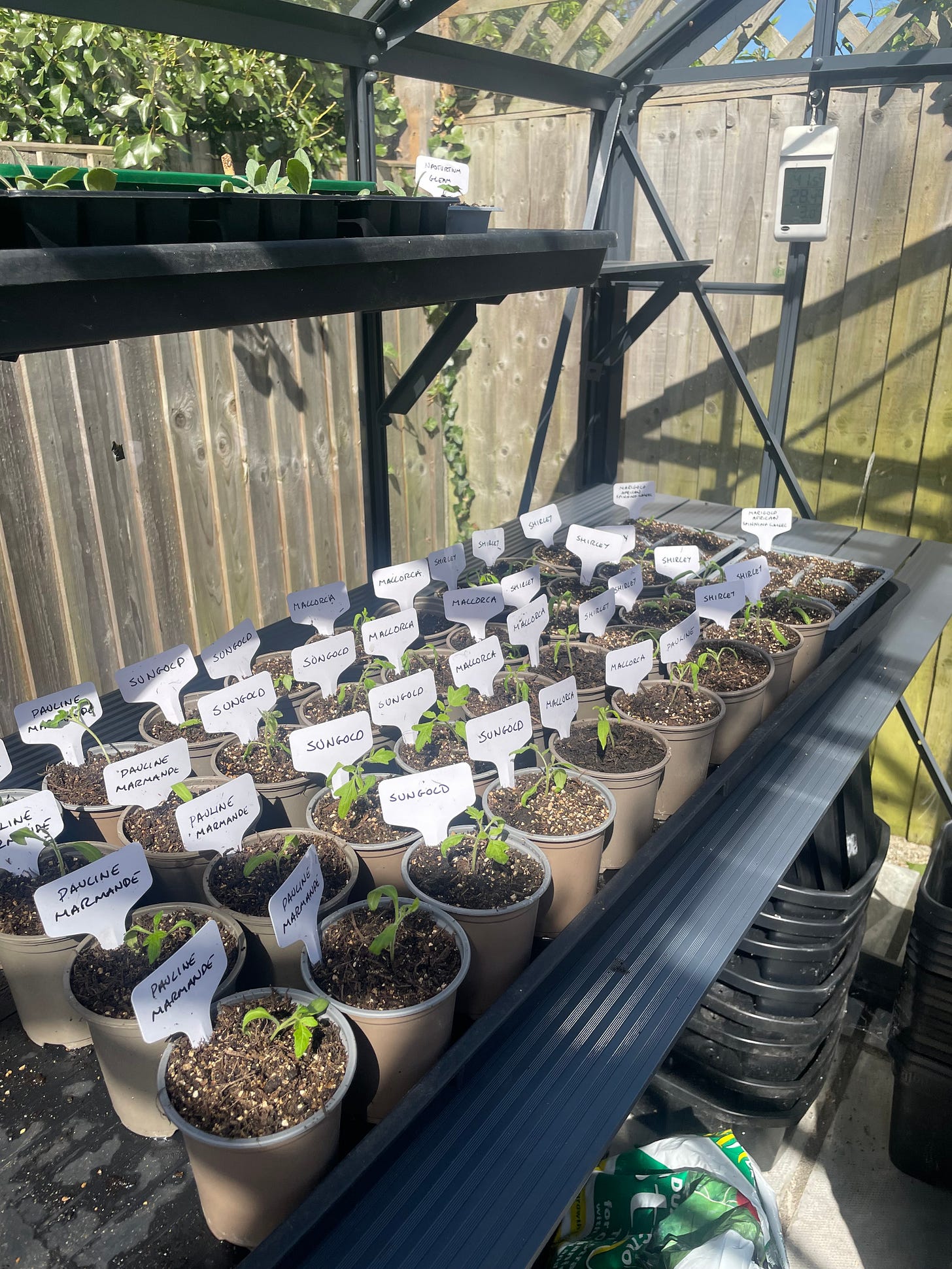 A tray of tomato seedlings in the back of a sunny greenhouse