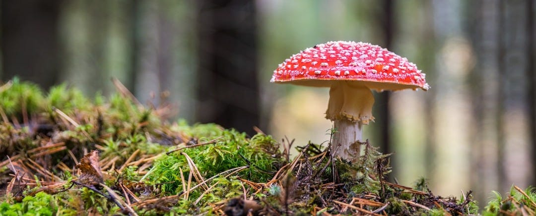 red mushroom selective focus photography