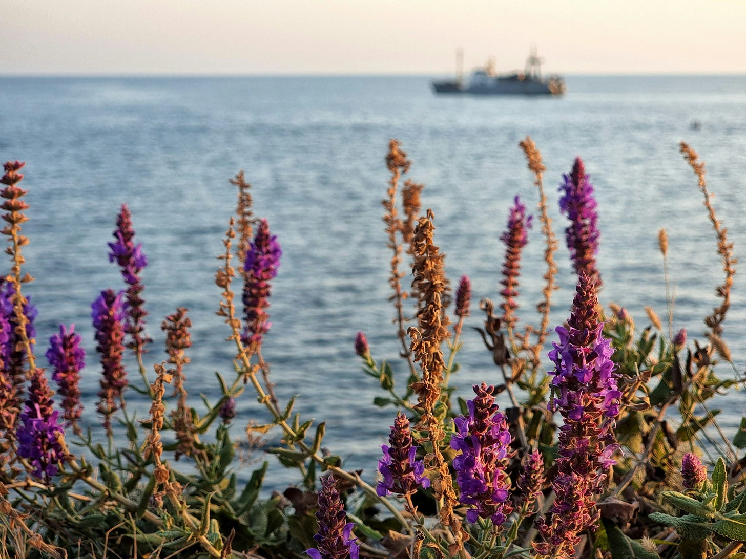 Image of sea heather against the water, with a boat moving past