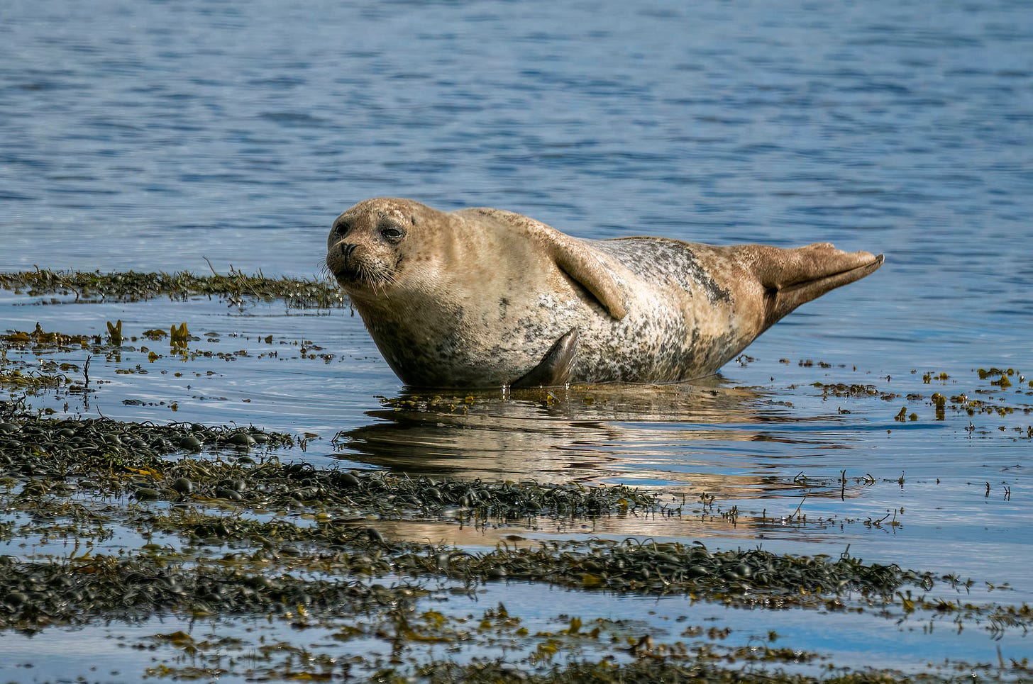 Photo of a harbour seal hauled out in shallow water