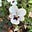 thesimplethings's avatar