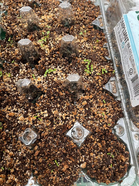 seed starting with egg cartons