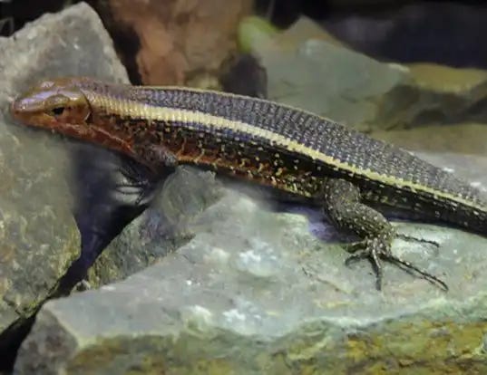 Picture of a western girdled lizard (Zonosaurs laticaudatus)
