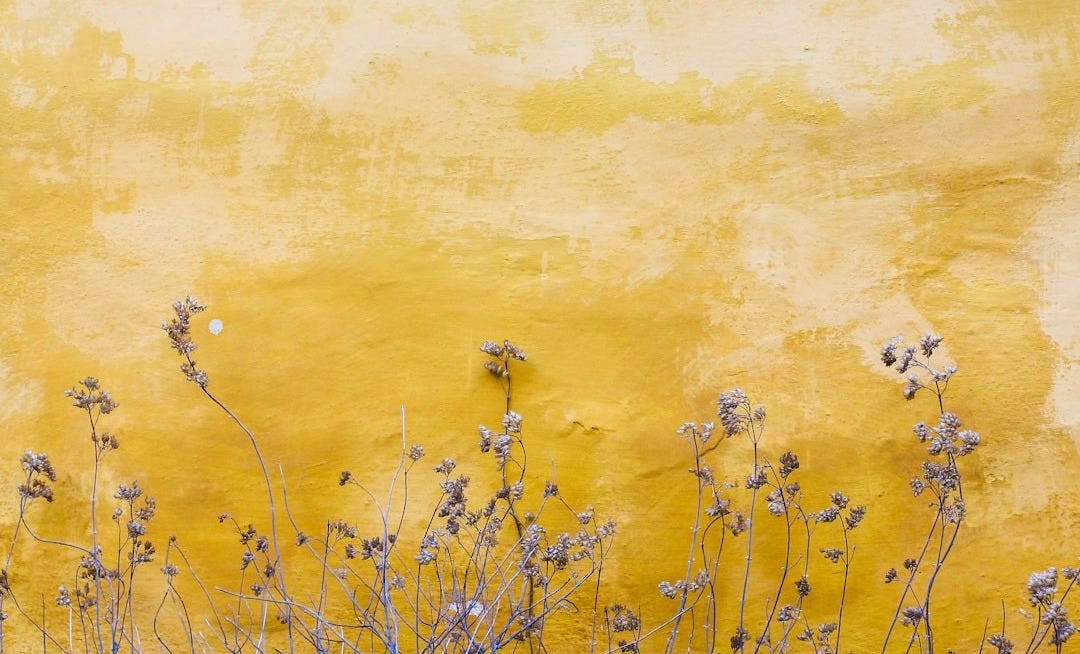 flowers beside yellow wall flowers beside yellow wall
