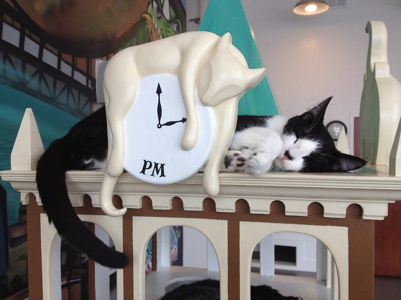 Cat Town Cafe, Oakland Cat Town Cafe, Oakland