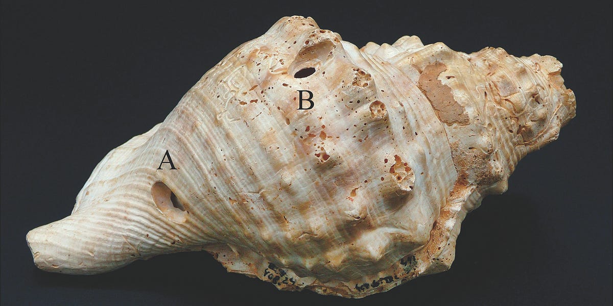 Echoes Across Millennia: The Neolithic Shell Trumpets That Carried ...