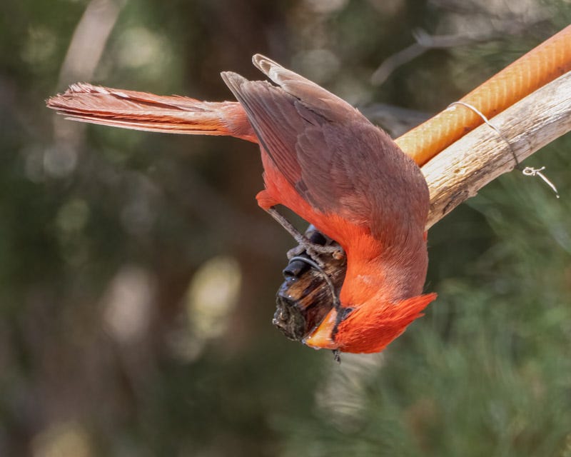 20250430-Chiricahuas-164-Edit.jpg 20250430-Chiricahuas-164-Edit.jpg