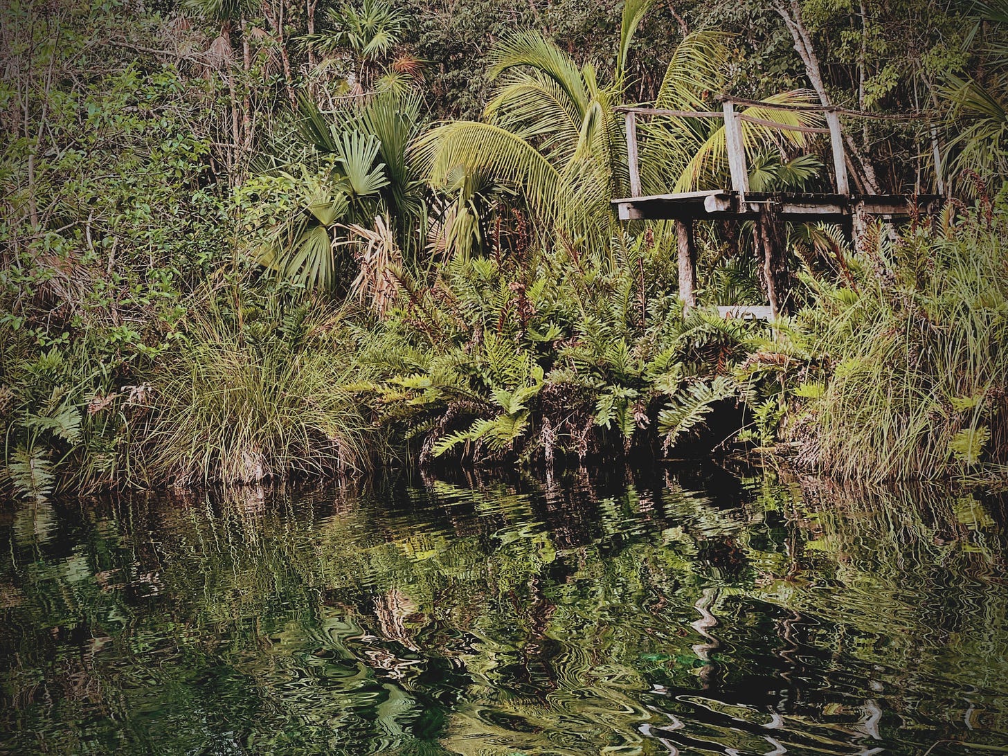 a body of water surrounded by palm trees and tropical plants. A platform for jumping in the water is to the right side of the image.