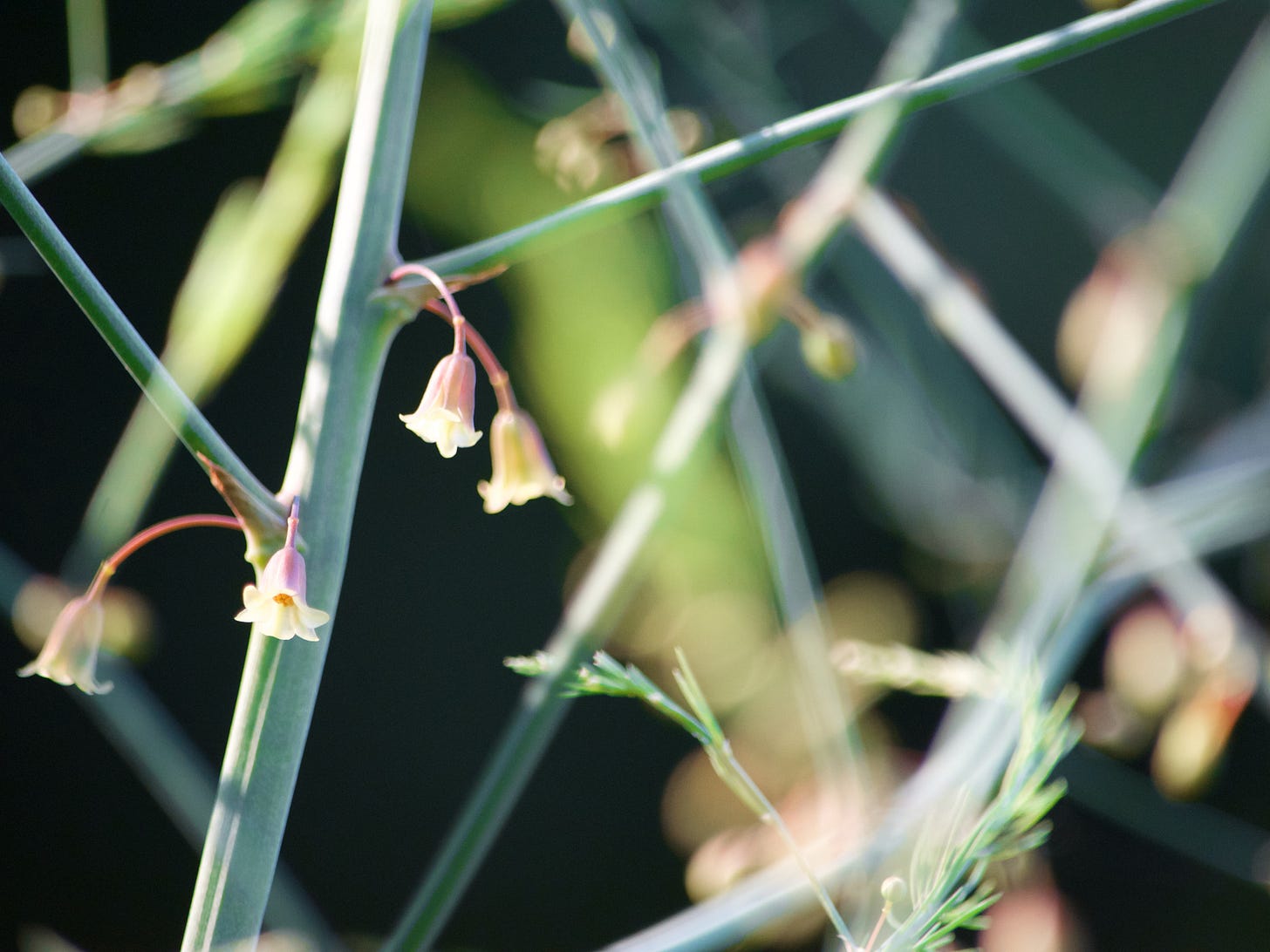 A sunny close-up of asparagus fronds features pink-and-yellow bell-shaped blossoms at the stem intersections.