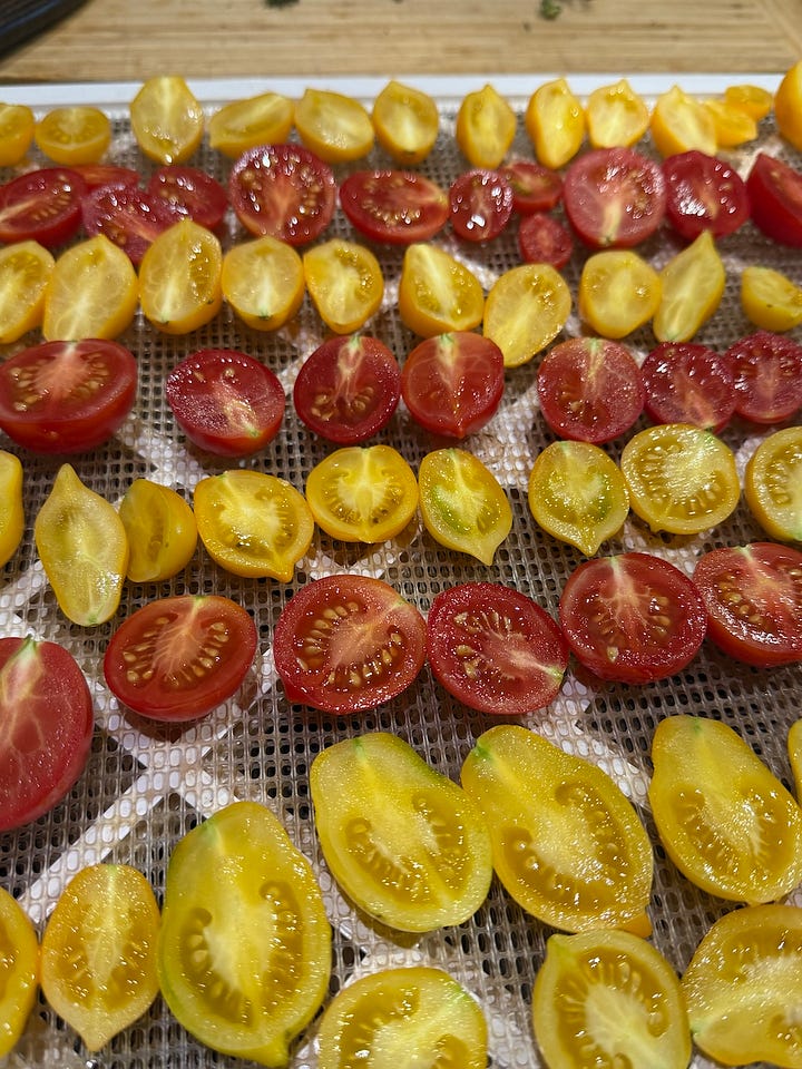 Photo on left is yellow and red tomato halves lined on a tray to dehydrate. On the right are the same tomatoes but shrivelled and dried. 