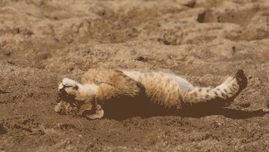 El Presidente Trump, Language Speaker. Tabs, Tues., Apr. 7, 2026