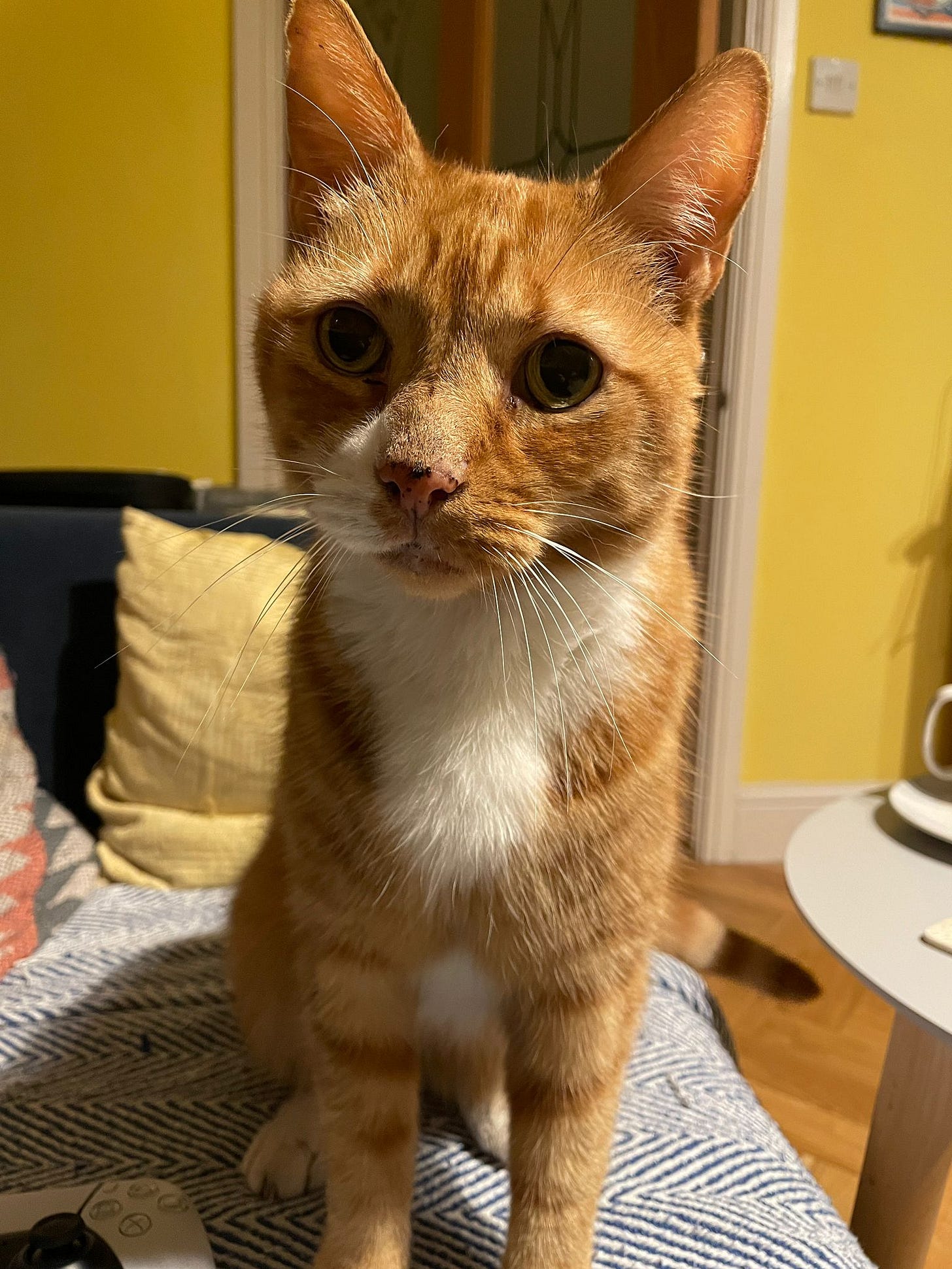 A ginger cat gazes up at the camera, taken in a bright yellow room A ginger cat gazes up at the camera, taken in a bright yellow room