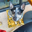 "Anti human, pro dog"