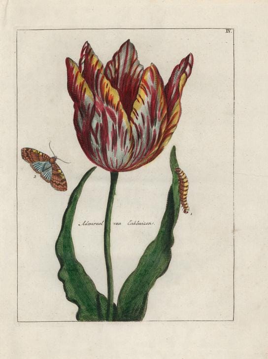 Admiral van Enkhuizen tulip, Tulipa gesn - as art print or hand painted oil.